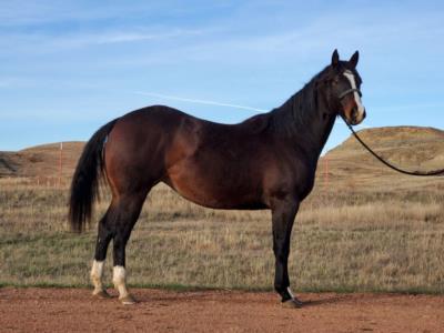 Whiskey Up Nasira JW <BR> AQHA 5947393